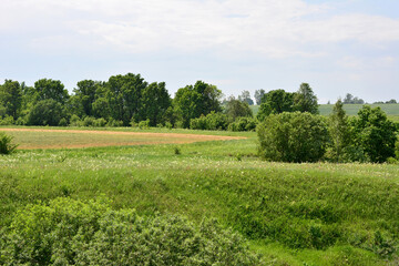 Obraz premium an agricultural field on the hill with trees in the background 