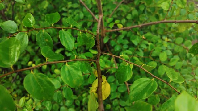 Ziziphus oenopolia from near to far