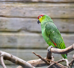 Red-lored Amazon parrot