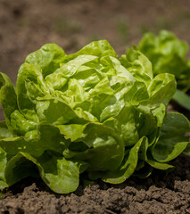 Fresh salad growth in the garden, health nature food
