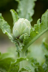 Artichoke planted in the garden and growing