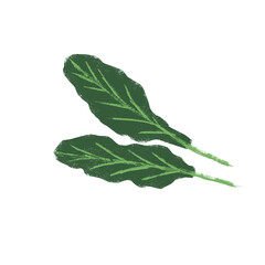 Illustration of green leafy vegetables, isolated
