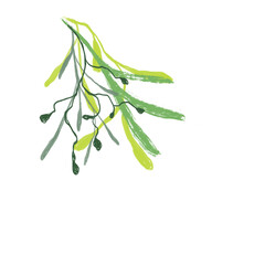Stylised illustration of a variety of fresh herbs, on isolated background