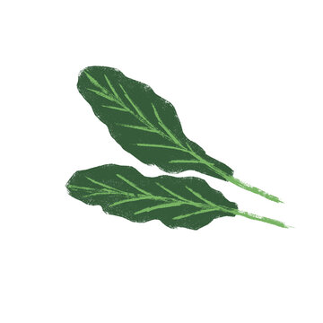 Illustration of green leafy vegetables, isolated