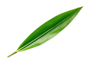 Obraz premium A Single Green Leaf Isolated Against a White Background on a Clear PNG or White Background.