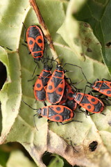 firebugs sitting togehter on a leaf