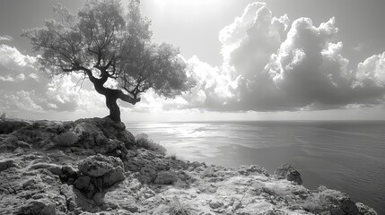Landscape with olive tree on the seashore black and white nature background