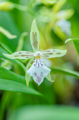 Oncidium Dracoceps orchid hybrid known for its distinctive flower shape. Ideal for floral arrangements, botanical studies, and exotic garden themes. Enhance your projects with this striking image.