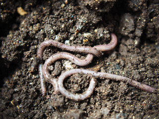 earthworm in soil for planting ang hand holding them