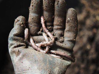 earthworm in soil for planting ang hand holding them