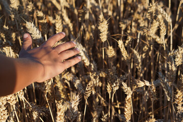 a child's hand stroking the ears of corn in a wheat field at dusk. Triticum aestivum