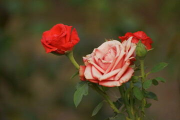 red rose on the street 