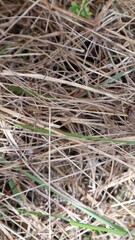 dry grass. dead grass. abstract background