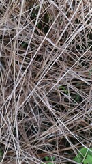 dry grass. dead grass. abstract background