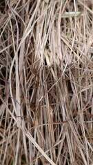 dry grass. dead grass. abstract background