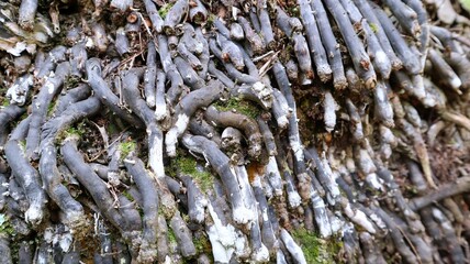 Close-up view of the abstract background of the gray roots of an oil palm tree
