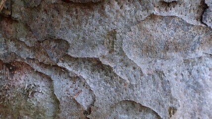 Close-up view of the abstract background of the gray bark of an oil palm tree