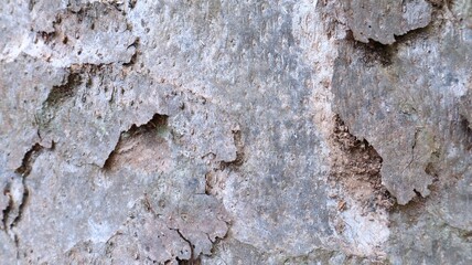 Close-up view of the abstract background of the gray bark of an oil palm tree