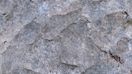 Close-up view of the abstract background of the gray bark of an oil palm tree