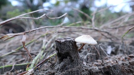 white fungus that grows on dead trees