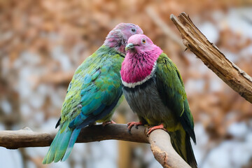 Pink-headed fruit dove