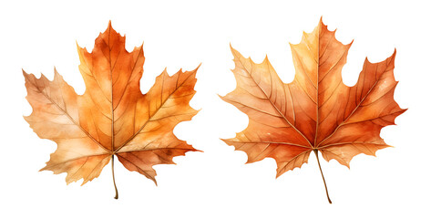 Fototapeta premium Maple leaves, watercolor clipart illustration with isolated background.