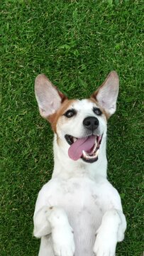 Cute dog smiling laying on green lawn.