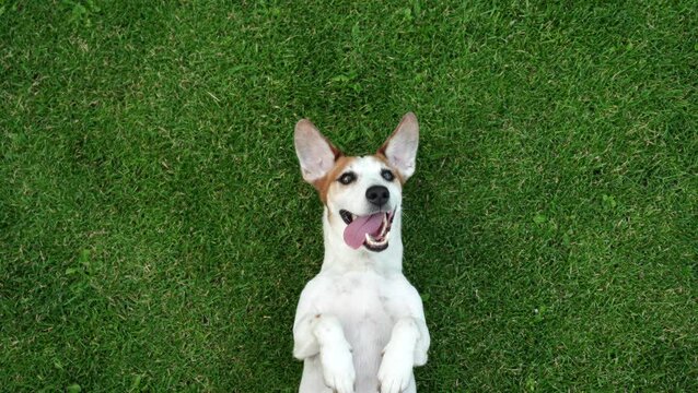 Cute dog smiling laying on green lawn.