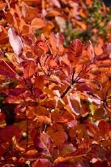Colorful smoke bush