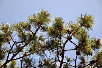 A pine tree in the sun