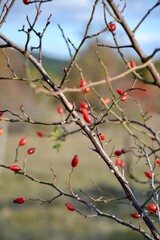 A rosehip bush in autumn