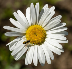 Common daisy (Bellis perennis) is a widespread flowering plant. It blooms in the spring and summer months, providing a burst of color and attracting pollinators such as bees and butterflies. © daniel