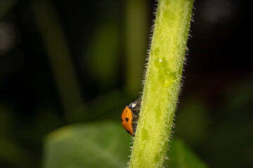 Fototapeta premium Ladybug on stem