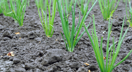 close-up of growing organic green onion in the vegetable garden