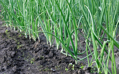 close-up of growing organic green onion in the vegetable garden