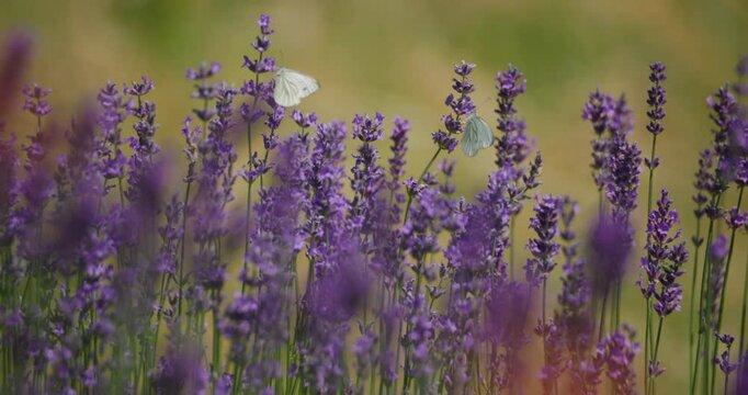 beautiful summer garden with lavender attracting butterflies and bumble bees
