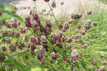 fading round headed allium (drumstick) in a garden