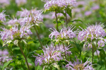 pink bee balm (monarda) in a bloom