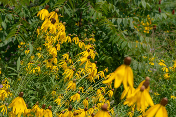 colony of yellow rudbeckia flowers in summer