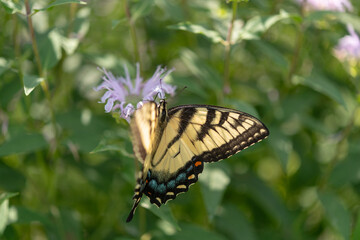 papilio glaucus on monarda - top view