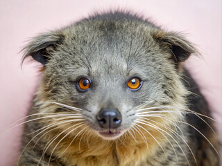 close up of a squirrel, mammal, ferret, wildlife, nature, wild, fur, isolated, white background, polecat, white, pet, young, brown, front view