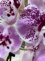purple orchid flower