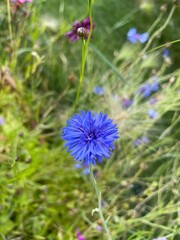 blue  flower in the field