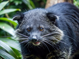 portrait of a raccoon, mammal, wildlife, wild, fur, nature, ferret, racoon, animals, mask, cute, polecat, isolated, baby, forest