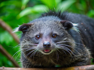 portrait of a raccoon, mammal, wildlife, nature, wild, ferret, fur, racoon, animals, cute, polecat, mask, coati, white, black, furry, standing