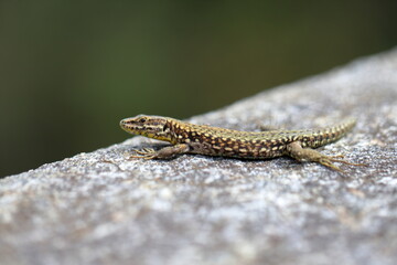 A closeup of a gecko, lizard sitting on a stone, bright