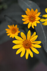 A closeup of three yellow flowers, garden