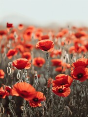 Obraz premium A vibrant field of red poppies against a clear sky, striking and beautiful, perfect for advertising with ample copy space