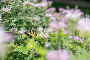 field of monarda (bee balm bergamot) and Papilio glaucus or eastern tiger swallowtail