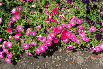 decorative pink petunias in a bright sunny flower bed 